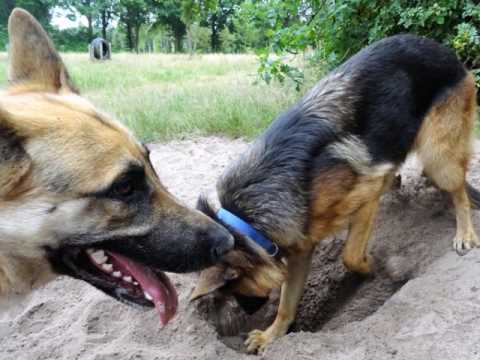 Happy Birthday Misty