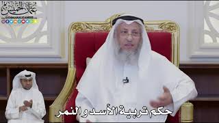938 - حكم تربية الأسد و النمر - عثمان الخميس