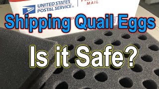 Shipping Quail Eggs - Is it Safe?