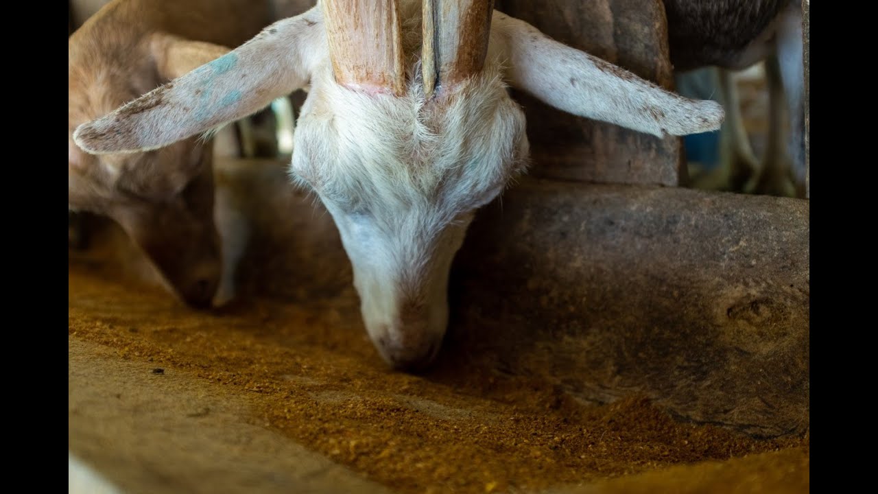 How One Goat Turned Into A Thriving Family Business: Kurá Hotel