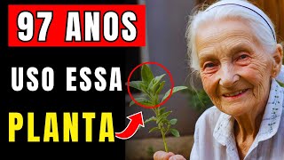 O SEGREDO DAS PLANTAS MEDICINAIS USADAS POR GERAÇÕES