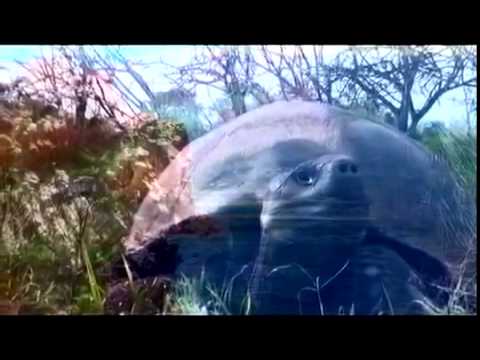 Also we used blakus cello.