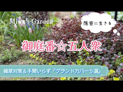 グランドカバー植物トップ 10: 庭にスタイリッシュなカーペットを敷きましょう!  庭園