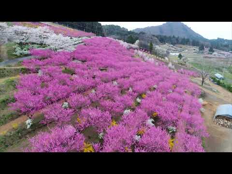 中之条ガーデンズ 春〈中之条町公式〉