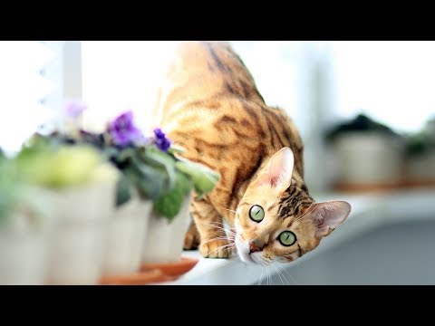 How to Identify a Bengal Cat - Taking Care of Cats