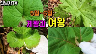 산나물의 제왕과 여왕 5~6월 만나는 초보자 산나물 효능 종류 구별방법 병풍쌈 병풍취 바디나물 연삼 곰취 어…