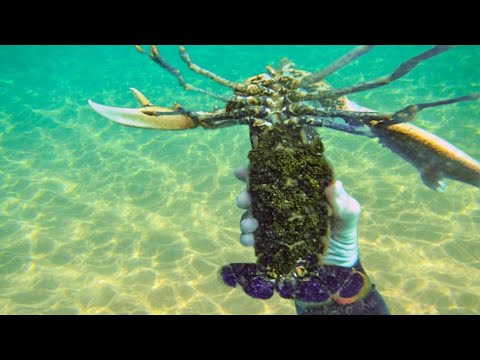 I caught a HUGE LOBSTER (with my bare hands!) 🦞