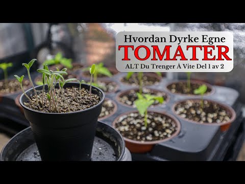 Hvordan Dyrke Egne Tomater Del 1