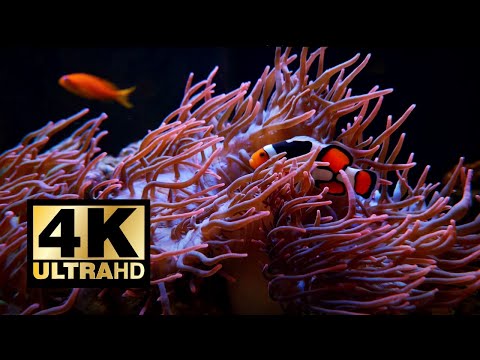 White Noise Underwater Sounds | 1 Hour 4K For Sleeping & Study | Calm & Relaxing Tropical Fish Tank