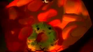 MGMT - Destrokk (Official Video)
