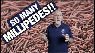 How To Get Rid Of Millipedes