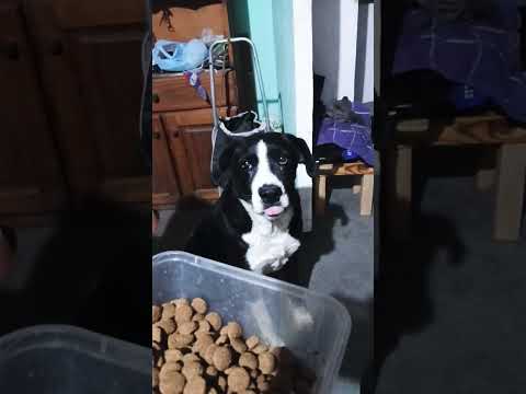 Hay Comida? #casagrande #miradacanina #cordoba #perro