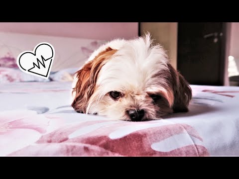 House Cleaning Day with my puppies | Brush Karke Aana warna mat aana Video