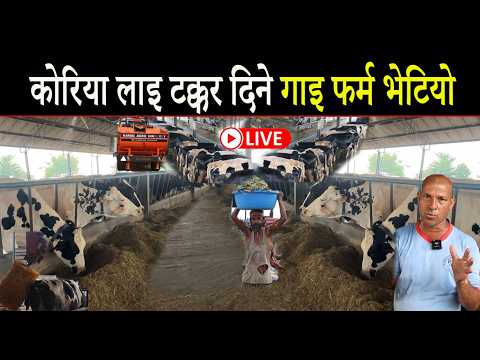 कोरिया लाइ टक्कर दिने गाइ फार्म नेपालमै भेटियो, जहा एउटी गाइ ले ४६ लिटर दुध दिदो रहेछ हेर्नुहोस