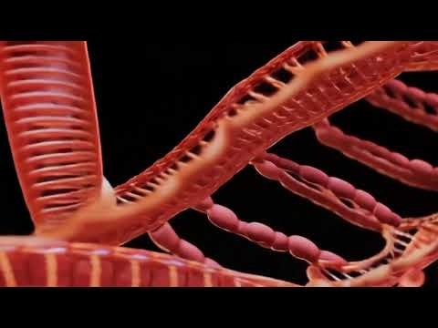 Replicação e Duplicação de DNA: O Processo da Vida
