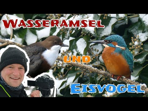 Edelsteine der Paderquellen - Eisvogel und Wasseramsel ganz Nah! MAGISCH! #natur #vögel #abenteuer
