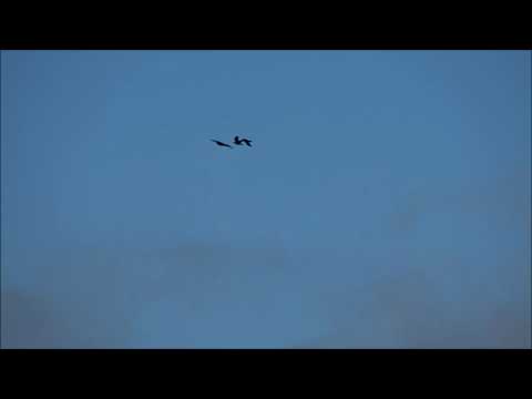 Kolkraben mobben Seeadler - Raven vs. White-tailed Eagle