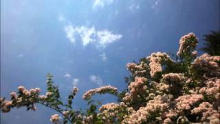 honeymoon in san francisco