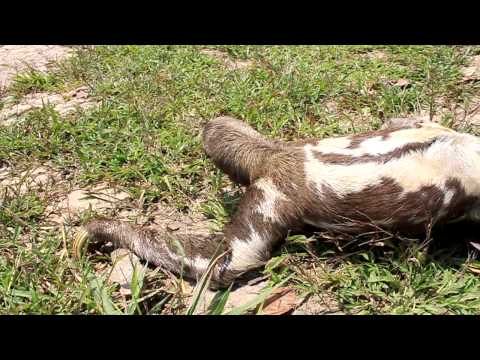 download lagu mp3 mp4 A Sloth Running, download lagu A Sloth Running gratis, unduh video klip A Sloth Running