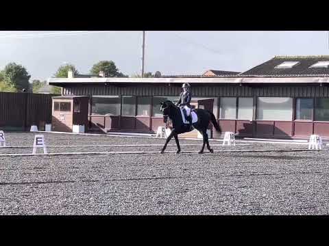 Prelim 2. Full winning test - 70% Bluewood Donaustern - Star