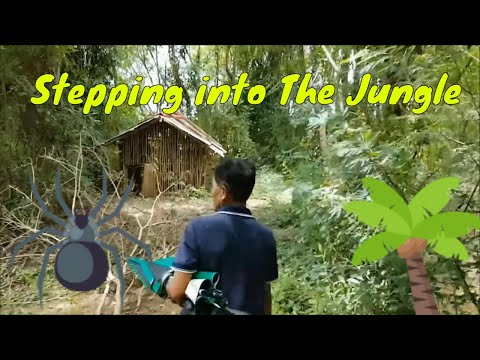 Stepping into the Jungle