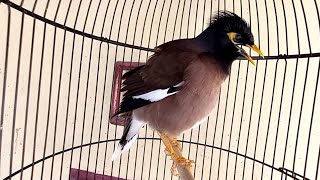 Download lagu JALAK NIAS JANTAN GACOR NGEROL MANCING JALAK  MANAPUN AGAR IKUTAN NYAUT ‼️ mp3