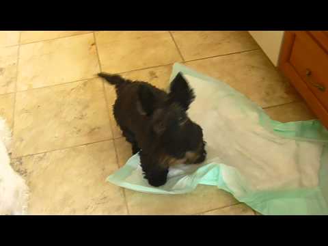 Mary Pat's Dinner Time