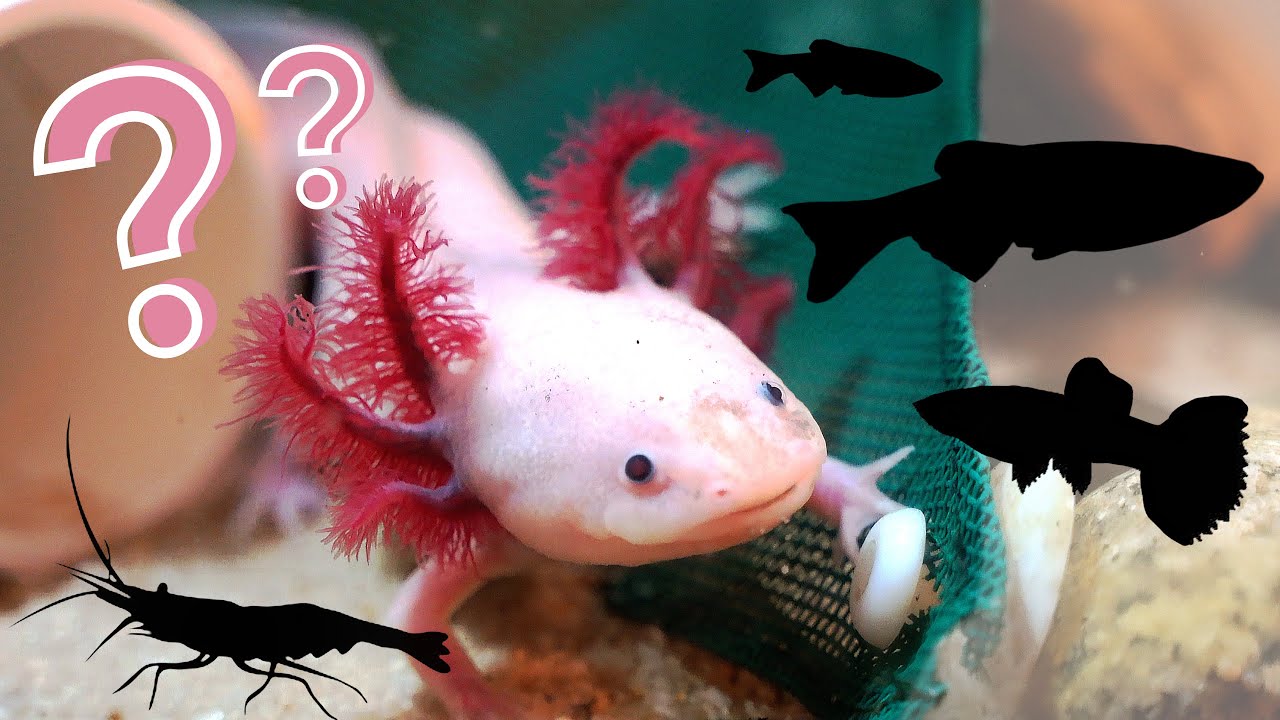 Are guppies good for axolotls? Tipseri