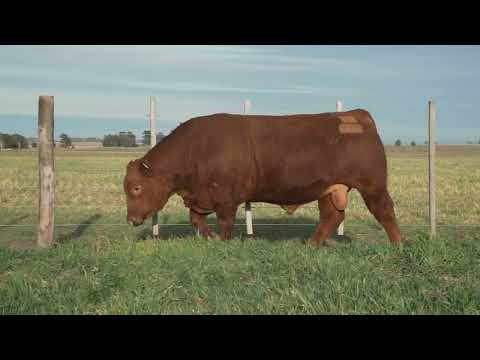 Toro AA PC - Lote 33 - #91 - RP 0129 - Remate Online La Torcacita - Vi19.08.22 -14hs