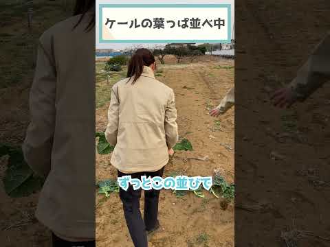 1月に温室に何を播種しますか？欠かせない野菜と花  庭園