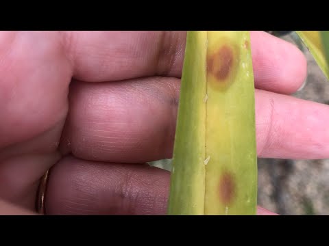 How To Save Sick Vanda Orchid. Easy Care Steps.