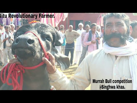 MURRAH Bull without ADULT TEETH Category - Competition Ring- Singhwa Khas Mela,Hisar.