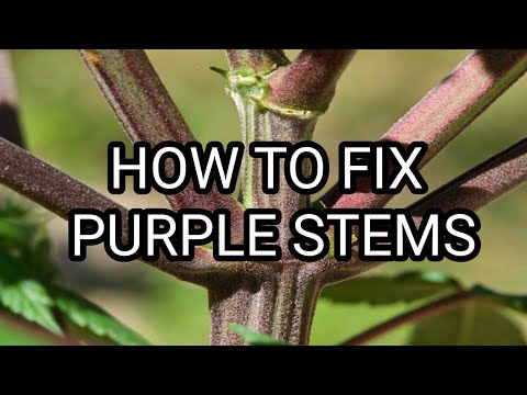 WHY ARE YOUR STEMS PURPLE AND HOW TO FIX IT!