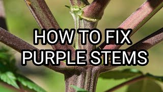 WHY ARE YOUR STEMS PURPLE AND HOW TO FIX IT!