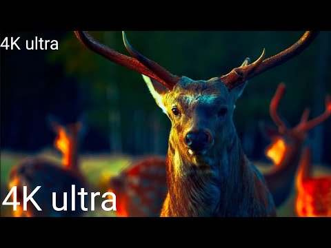 BADAL EARTH BLOGS 125 and EVEJESUS77 