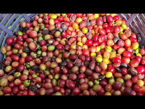 LA COSECHA DE CAFÉ EN COMUNIDAD AGRARIA LA LADRILLERA, SAN PABLO JOCOPILAS, SUCHITEPEQUEZ.
