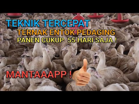 , title : 'Teknik Tercepat Ternak Entok Panen 55 Hari, Mantaaapp❗'