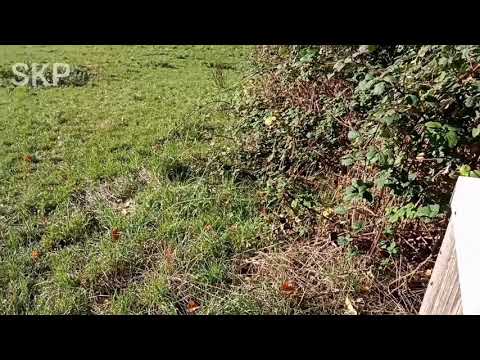 Pfingstwäldchen Frankfurt Nieder-Eschbach