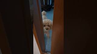 シッポフリフリは何だったの〜？ #トイプードル #日常vlog #元気お届け #犬のいる生活
