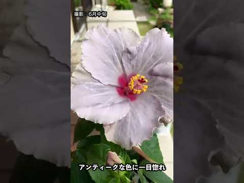 巨大なハイビスカス、多年草のハイビスカス 植物