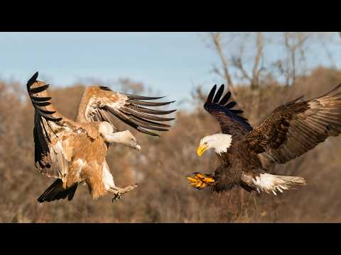 Vulture vs Eagle: Which Bird Rules the Sky in Terms of Size and Strength!