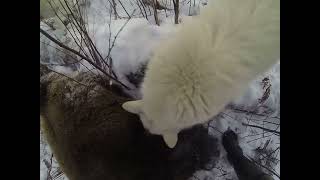 Смотреть онлайн Охота на медведя шатуна в Сибири с лайками 2014