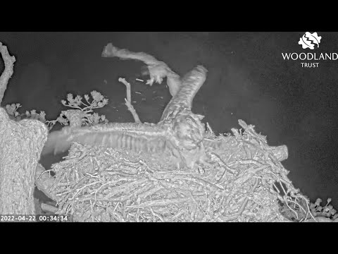 OWL STRIKE! Poor Dorcha gets a thumping on Loch Arkaig Osprey nest 2 at midnight 22 Apr 2022 Slo-mo