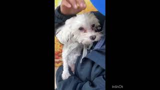 Video preview image #1 Maltese Puppy For Sale in Seattle, WA, USA