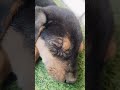 Cute Little Puppy Dog Dogs