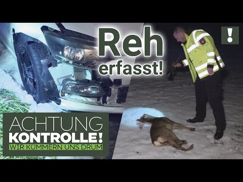 Zusammenstoß auf der Landstraße! Reh in der Dunkelheit erfasst! | Achtung Kontrolle