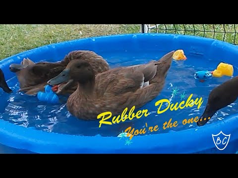 Pet Ducks React To Rubber Duckies In The Swimming Pool (Teenager Ducklings)