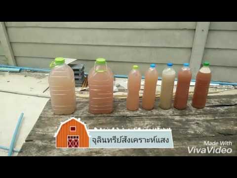 จุลินทรีย์สังเคราะห์แสง(Photosynthesis bacteria,PBS)