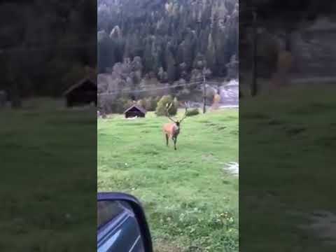 A schöner Rothirsch männlich (Schweiz)