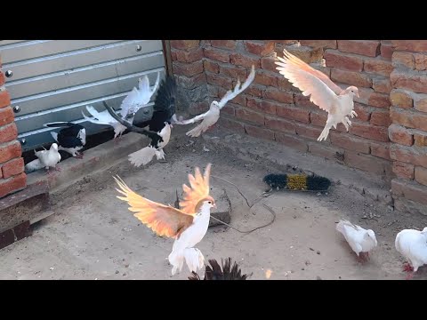 ￼ first time flying pigeons / village vlog/village life/ morning vlog/ jutt 271
